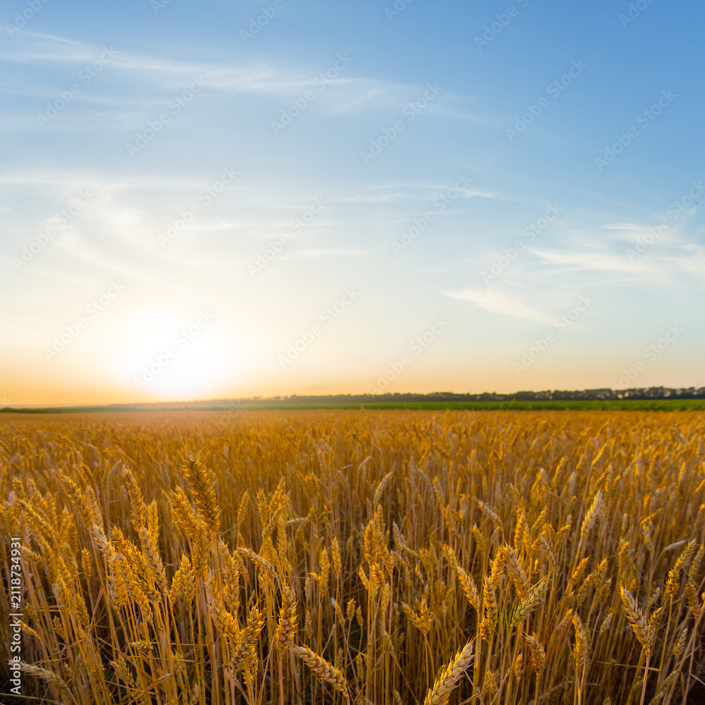 Naklejka premium summer wheat field at the dramatic sunset