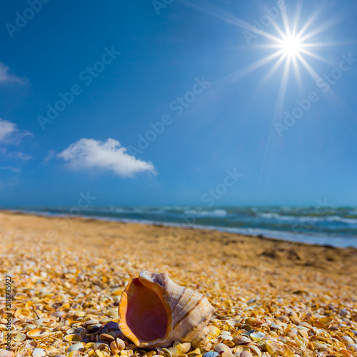 closeup empty marine shell on the sandy sea beach under a sparkle sun