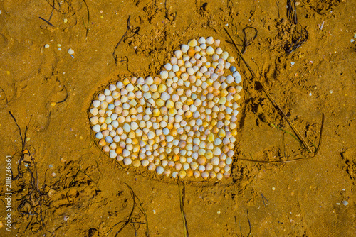 closeup heap of marine shells on the sand in heart shape
