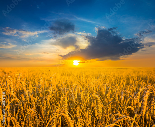 summer wheat field at the dramatic sunset