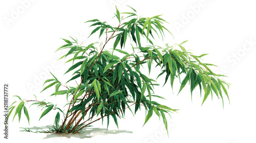 Detailed illustration of green bamboo plant with long leaves and thin branches showing natural botanical foliage for garden design on white background
