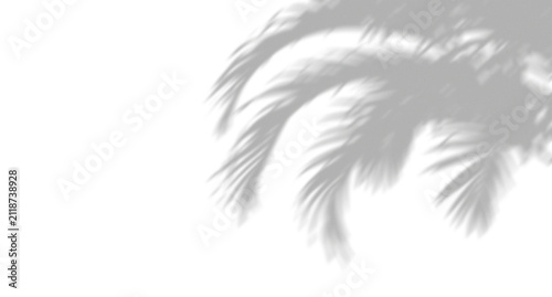 Soft shadow of palm tree leaves cast on a surface creating a tropical summer mood and aesthetic pattern