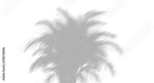 Dark shadow of a tropical palm tree leaf cast on a bright surface for summer design or creative artistic background