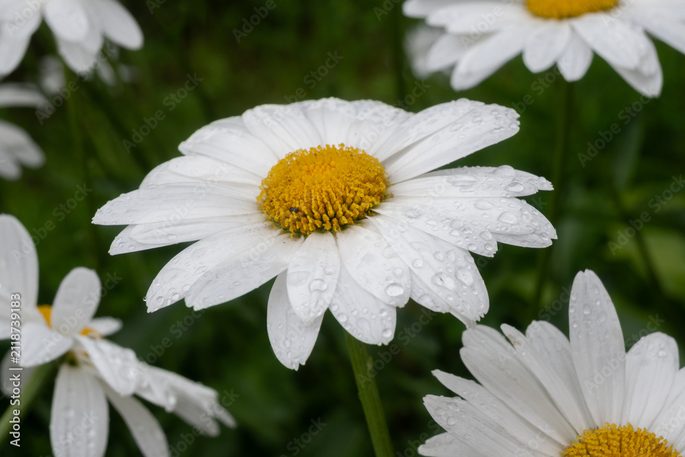 Fototapeta premium White daisies with yellow centers covered in raindrops growing in a green meadow. The fresh wet flowers create a beautiful and cheerful post-rain summer scene.