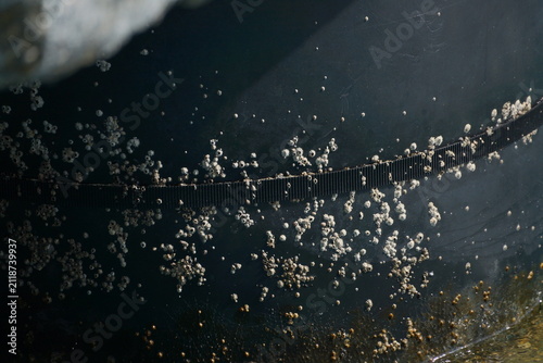 Canvas Print Closeup of many barnacles on black, cylindrical pier support