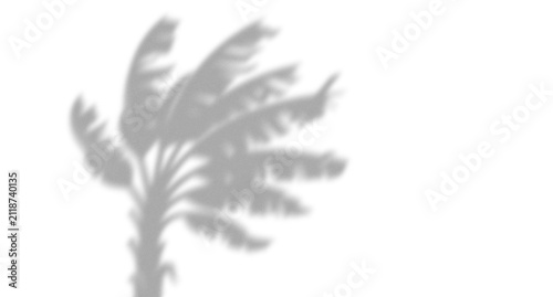 Foto Natural shadow of a tropical palm tree leaf swaying in the breeze casting a soft