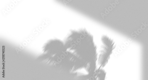 Natural shadow of a tropical palm leaf cast on a bright wall with soft light and minimalist aesthetic style
