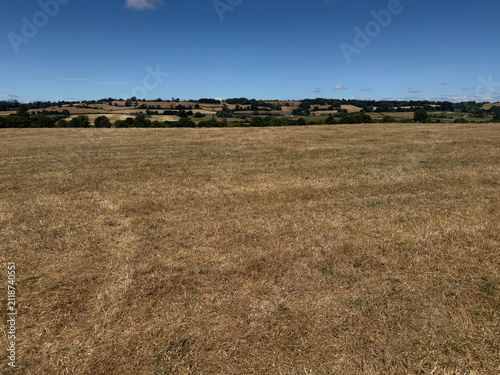 Drought landscape, field of dry grass under blue sky during heatwave, Somerset, England
