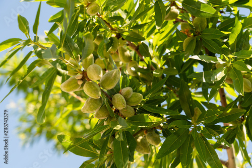 Fotografía Unripe almonds growing on almond tree branches in sunny orchard