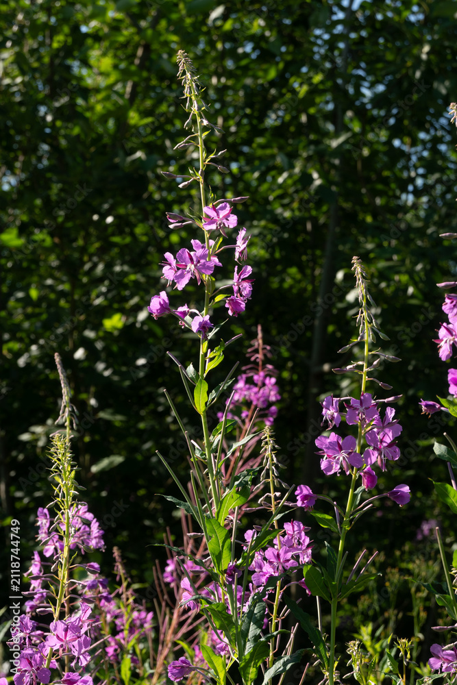 Fototapeta premium Dense fireweed plants growing in a sunny forest clearing. Multiple tall stalks with pinkish-purple flowers create a colorful summer floral composition. Great for nature documentary visuals.
