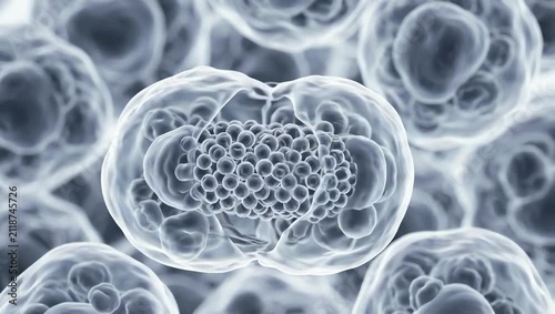A healthy stem cell colony, clusters of undifferentiated stem cells arranged naturally in a pristine biological environment