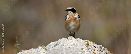 Canvastavla Maurensteinschmätzer // Western black-eared wheatear (Oenanthe hispanica) - Tude