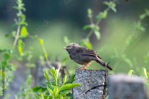 Photography Yellow billed Babbler perched on top of a stone fence post with a softly blurred green natural background