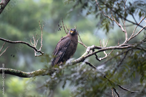 Photography Crested serpent eagle perched on a mossy tree branch in the wild, showcasing its distinctive yellow fascial skin and speckled brown plumage