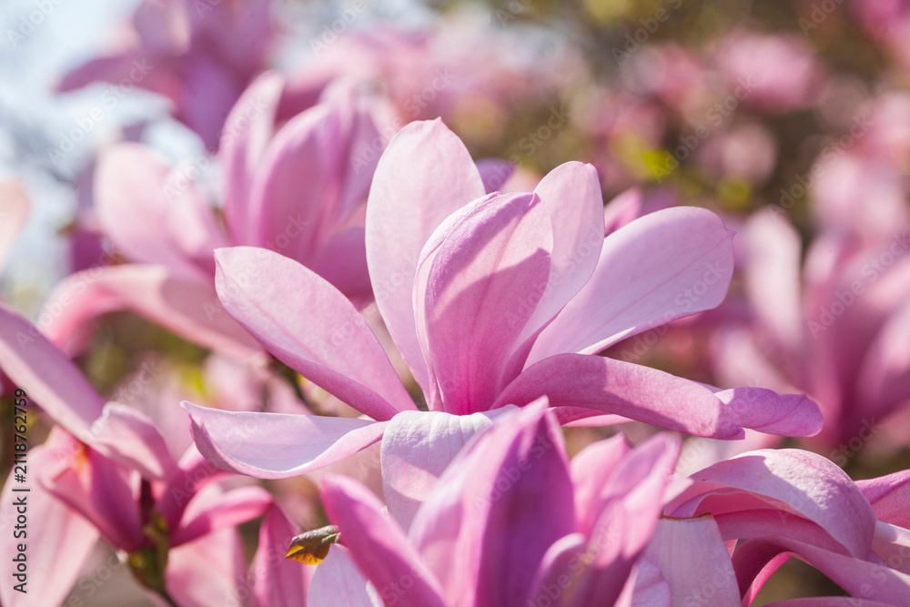 Fototapeta premium Rosa Magnolienblüten auf Baumzweigen , Deutschland