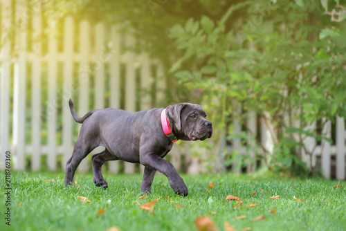 Принти на полотні Blue Cane Corso Puppy Walking on Green Lawn in Side Profile with Copy Space