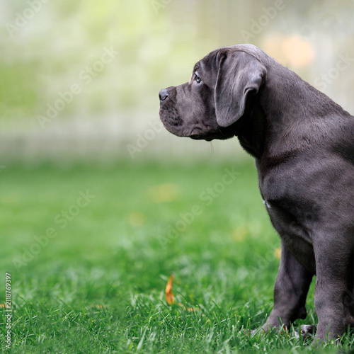 Fotografie Blue Cane Corso Puppy Sitting on Green Lawn Looking Away, copy space