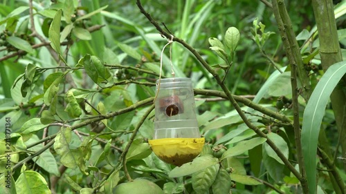 Diy plastic bottle insect trap hanging on a tree branch
