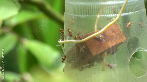Swarm of fruit flies entering an insect trap