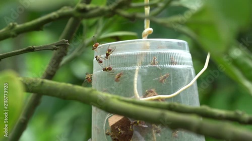 Fruit flies swarming an organic insect pest trap