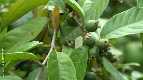Unripe green guava fruits growing on tree branches