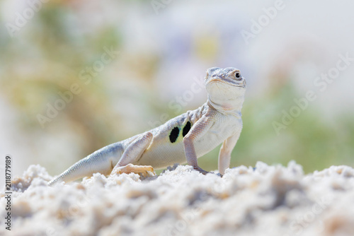 The bleached earless lizard (Holbrookia maculata ruthveni) is capable of hearing though it has no external ear openings.