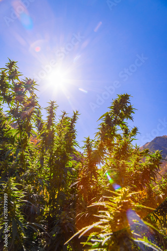 Lush Cannabis Plants Growing Outdoors Under Bright Sunlight