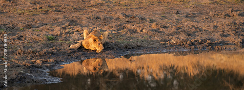 Lion, Panthera leo, Cub. Cub lying at the edge of a waterhole, drinking water with its reflection visible.