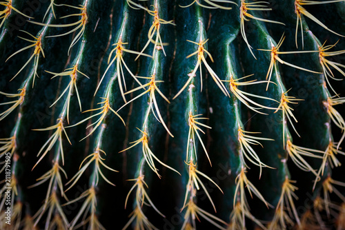 Golden barrel cactus, close up of the surface of the plant, prickles.