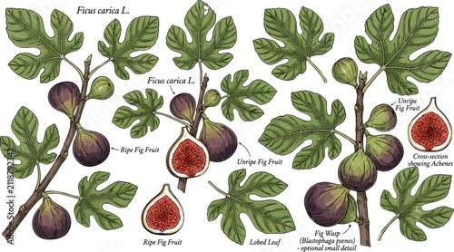 Botanical Vector Illustration Set of Common Fig Branch with Leaves, Ripe Fruit, and Cross Sections