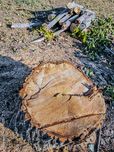 Old tree stump cross section in foreground with sawed branches in background