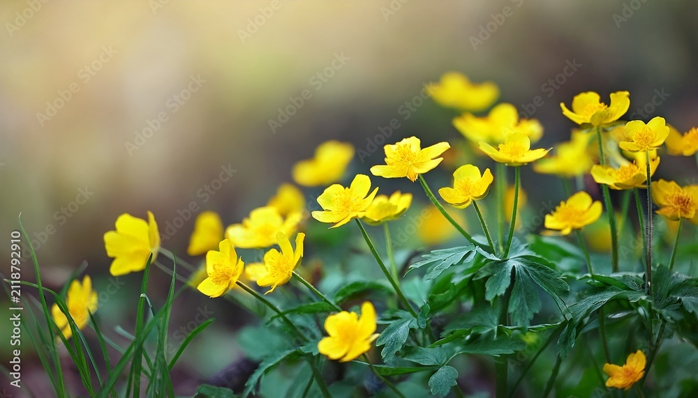 Obraz premium Small Yellow Flowers Ranunculus Acris Poisonous Plant