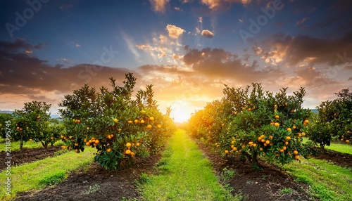 Pohon Buah Jeruk Segar Di Kebun Saat Matahari Terbenam Yang Indah