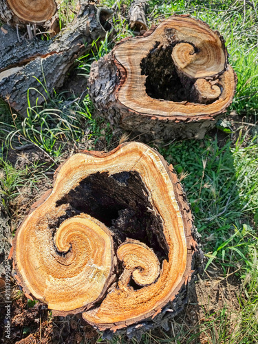 High-Resolution Rotten Tree Stump Heart Shape Cross Section Texture Detail on Grassy Background