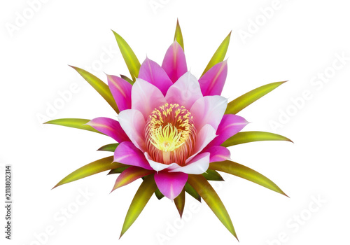 Pink and yellow exotic flower bloom, vibrant petals, natural beauty, botanical element, tropical flora, isolated on transparent background.