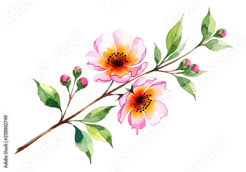 Pink cherry blossom flowers and buds on a branch, watercolor illustration, isolated on transparent background.
