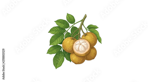 Watercolor illustration of fresh exotic longan fruits on a leafy branch.