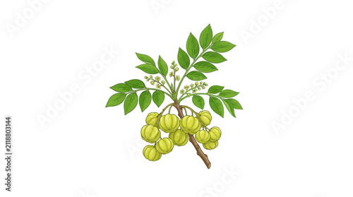 Hand drawn illustration of a branch with fresh Amla fruit.
