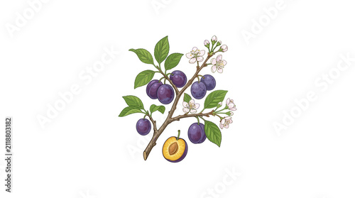 Vintage style illustration of a plum branch with ripe purple fruits and white blossoms.
