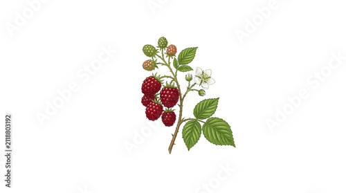 Botanical illustration of a ripe wild raspberry branch with berries and flowers.