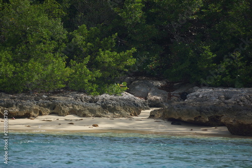 Sandy shore with rocky formations shaded by lush greenery