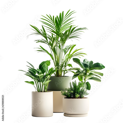 Collection of various indoor house plants in modern ceramic pots isolated on transparent background