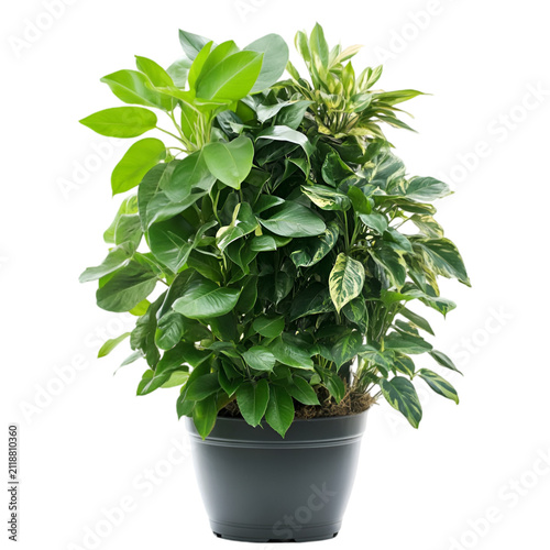 Lush indoor houseplant arrangement in a black pot isolated on transparent background
