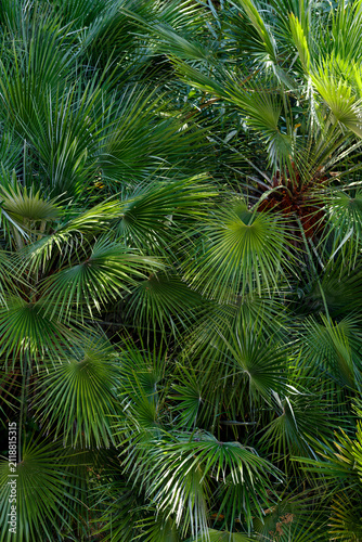 Dense green fan palm foliage full frame texture in Mediterranean garden natural background