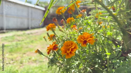 Close-up of vibrant orange-yellow marigold flowers gently moving in a soft breeze on a sunny summer day. Shot in a rural backyard with a wooden fence and green grass in the background