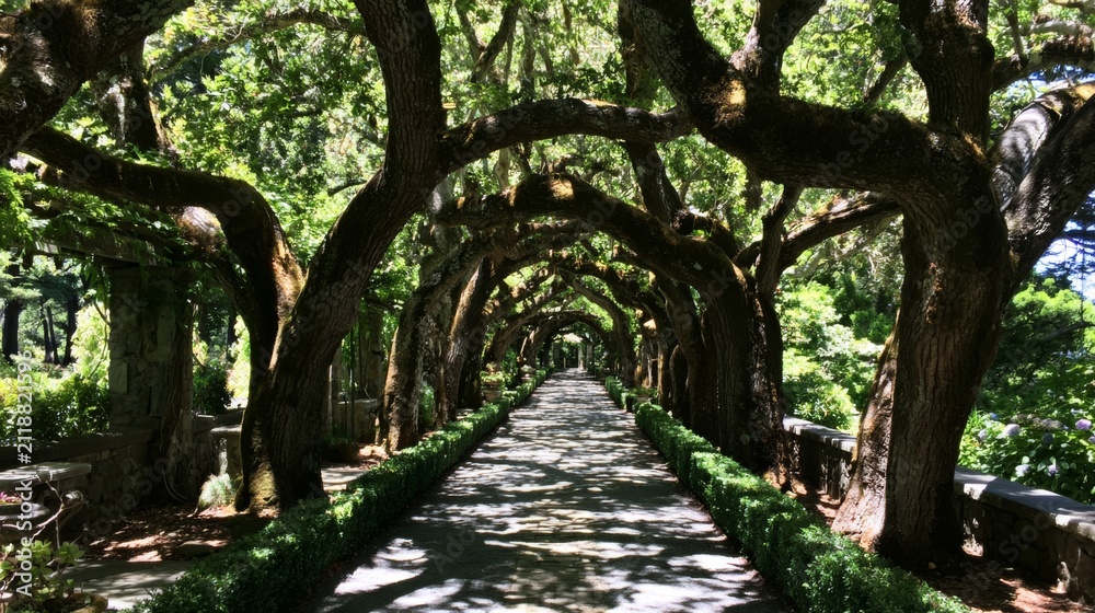 Fototapeta premium Serene Tree-Lined Pathway in a Lush Garden Surrounded by Vibrant Green Foliage and Natural Light Filtering Through the Overhead Canopy