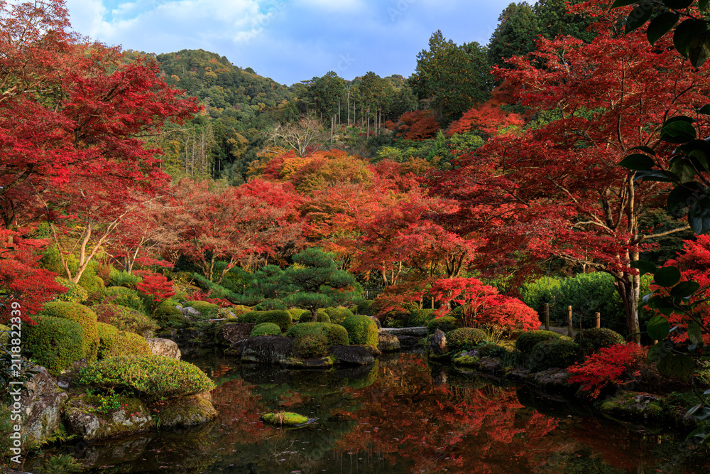 Fototapeta premium 京都宇治 紅葉の三室戸寺 庭園