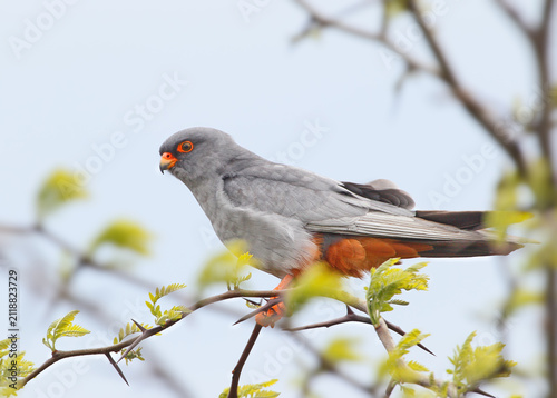 Принти на полотні A male red-footed falcon perched on a thorny acacia branch with fresh green leaves