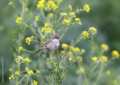 Fotografie A greater whitethroat singing with open beak while perched on a weathered wooden post