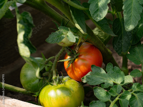 Canvas Print Close up of fresh ripe red and unripe green tomatoes growing on a vine in a sunny summer vegetable garden